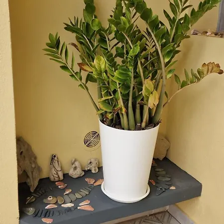 شقة Casa Da Acoteia - Spacious 3 Bedroom Apartment In Faro With Private Terrace